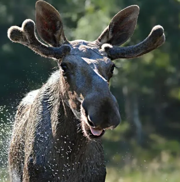 Guided Bus Tour and Moose Park Experience